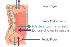 Diagram showing diaphragmatic breathing, illustrating how the diaphragm and pelvic floor move in sync during deep belly breathing.